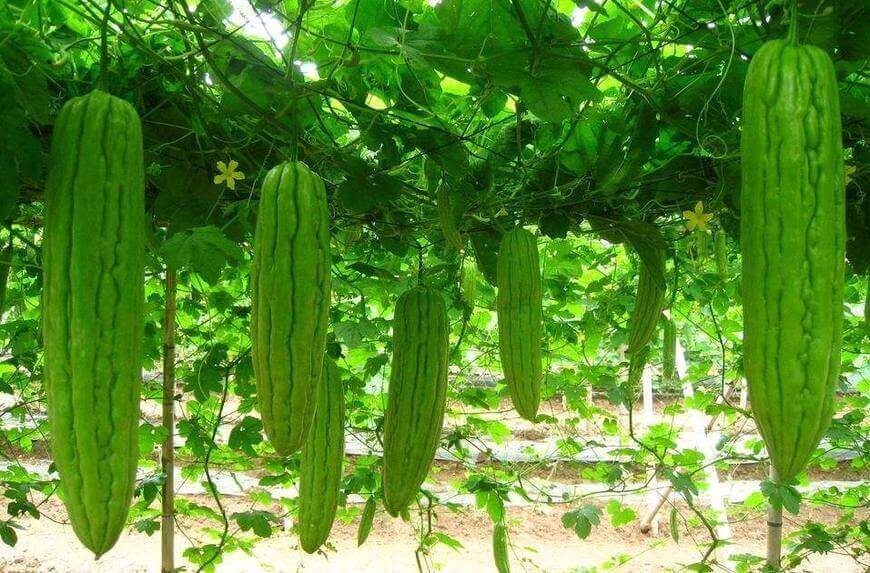 Dehydrate Balsam Pear in a Dehydrator,Balsam Pear Drying Process -Henan ...