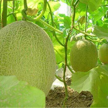 How to Dry Cantaloupe,Dehydrate Cantaloupe in a Dehydrato-Henan Baixin ...