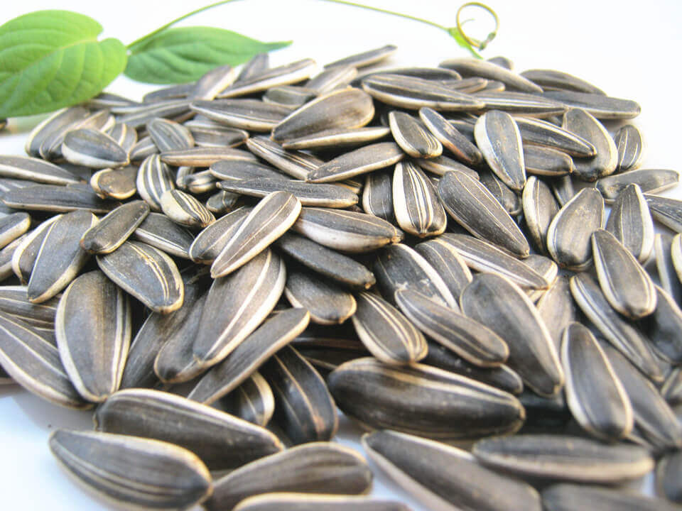 Dehydrate Melon Seeds In A Dehydrator,melon Seeds Drying Process -henan 